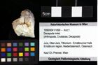 Foto (Objket + Etiketten) von Isopoda indet. 